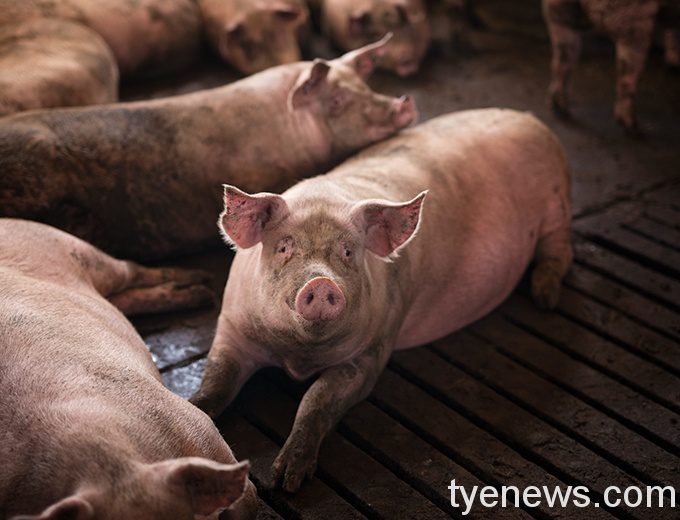 環保署籲來路不明肉製品應做垃圾處理 勿丟廚餘桶 養豬11133878