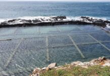 【桃園文選】死海效應