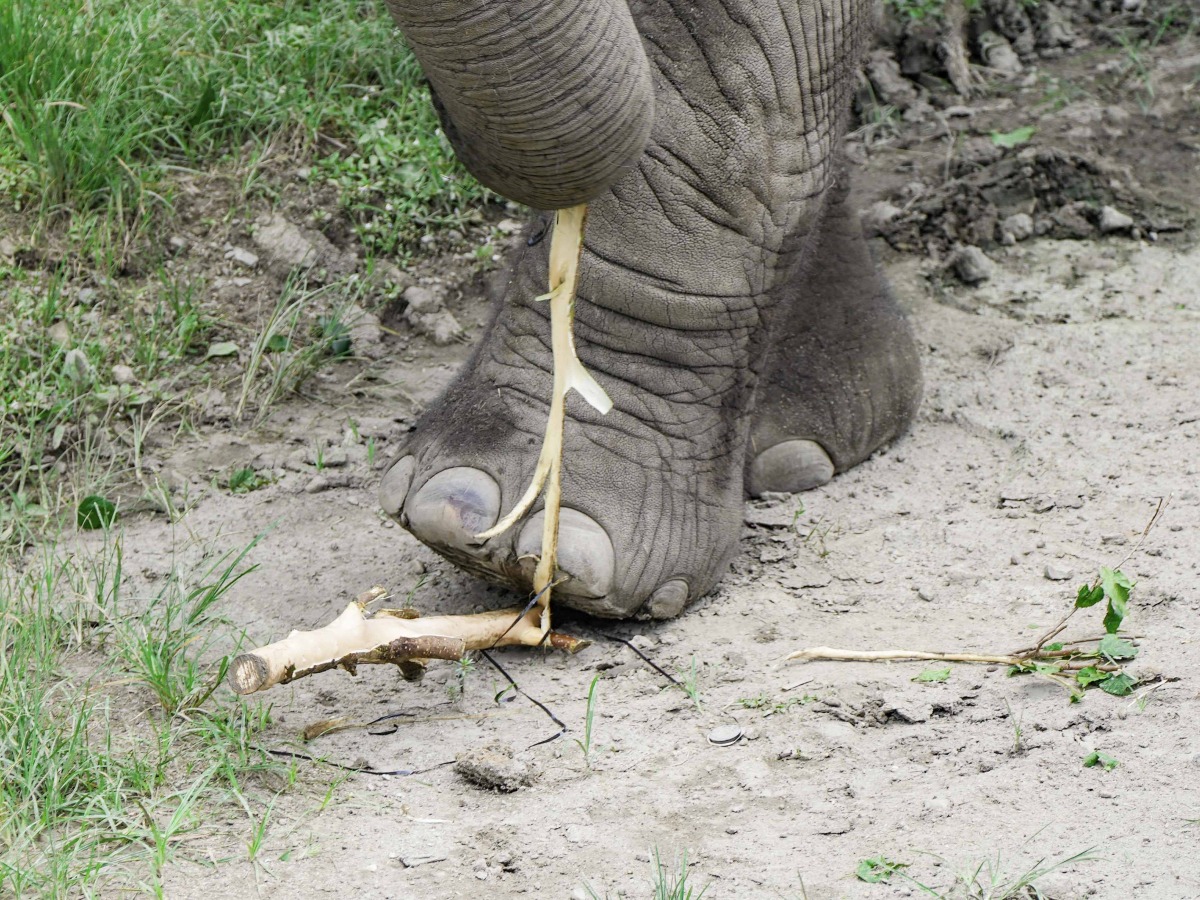 木柵動物園非洲象聽到這聲音就興奮 急卡位怕錯過 非洲象鼻腳併用享用美食