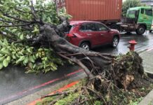 軒嵐諾逼近!龜山路樹被強風吹倒 1汽車衰遭壓毀