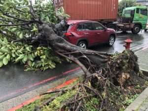 軒嵐諾逼近！龜山路樹被強風吹倒 1汽車衰遭壓毀