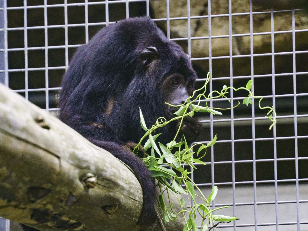 木柵動物園黑吼猴爸爸愛挑食 最愛吃這一味 - 早安台灣新聞 | Morning Taiwan News