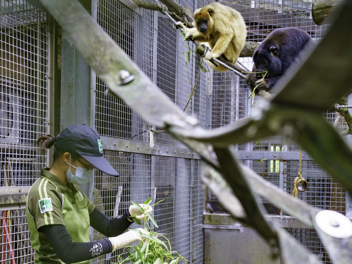 木柵動物園黑吼猴爸爸愛挑食 最愛吃這一味 - 早安台灣新聞 | Morning Taiwan News