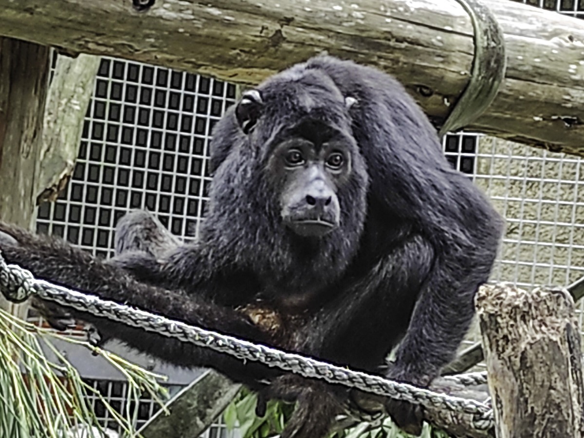 木柵動物園黑吼猴爸爸愛挑食 最愛吃這一味 - 早安台灣新聞 | Morning Taiwan News