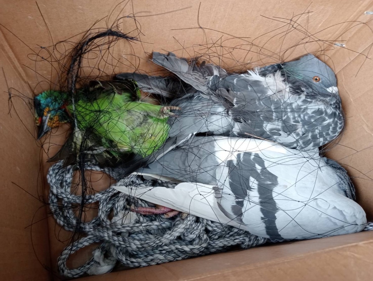 接獲檢舉私架鳥網 桃園農業局到場一看:鳥大都已死亡 111年11月04日新聞稿照片部份1 2