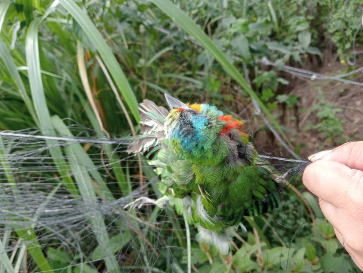 接獲檢舉私架鳥網 桃園農業局到場一看:鳥大都已死亡 111年11月04日新聞稿照片部份2 2