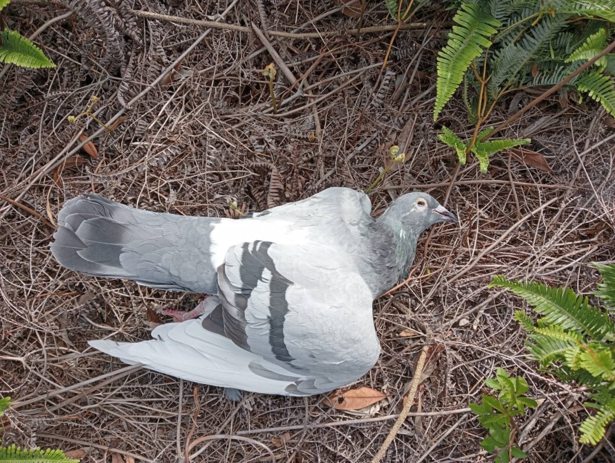 接獲檢舉私架鳥網 桃園農業局到場一看:鳥大都已死亡 111年11月04日新聞稿照片部份4 2