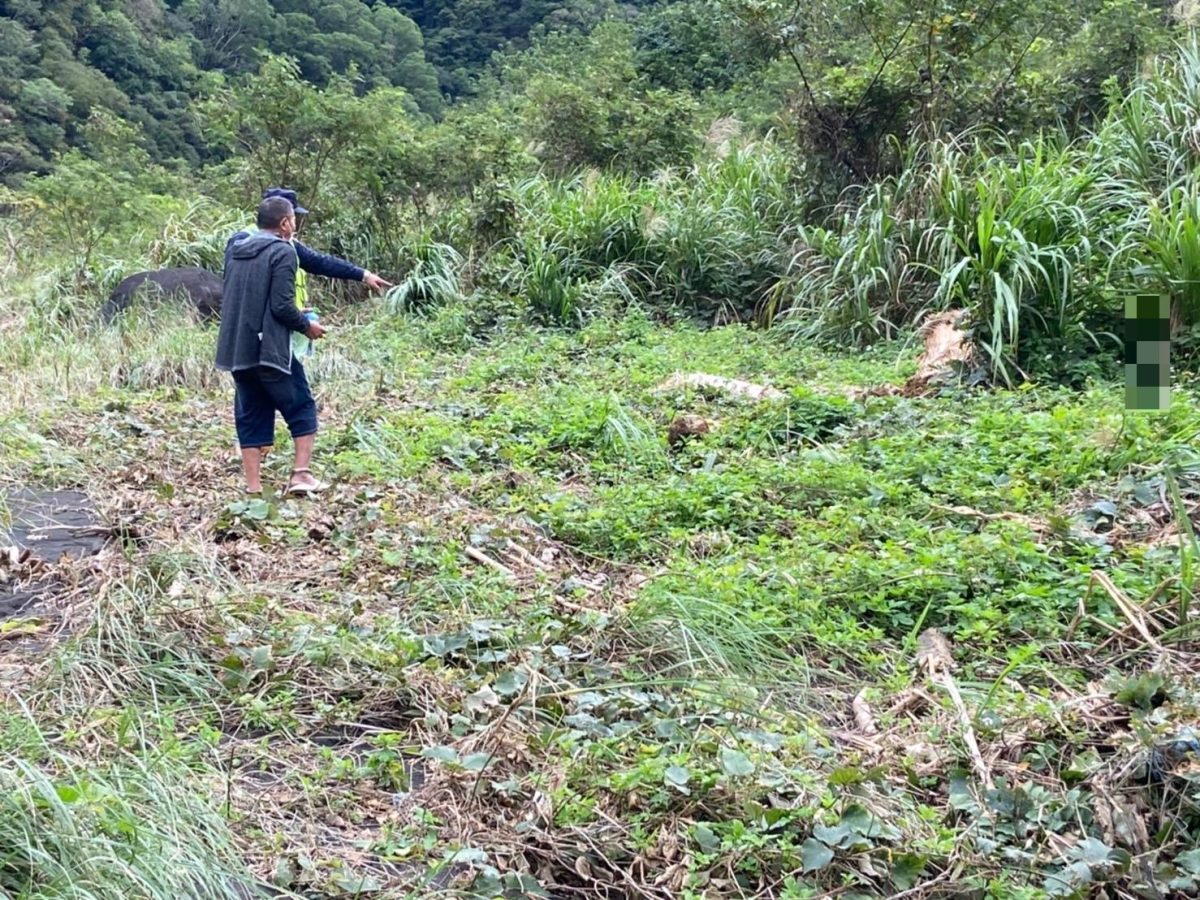 盜取價值20萬國有珍貴林木 山老鼠遭大溪警送辦 163954 scaled