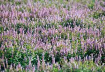 2022桃園仙草花節11/27登場 相約紫色浪漫花田