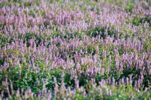 2022桃園仙草花節11/27登場 相約紫色浪漫花田