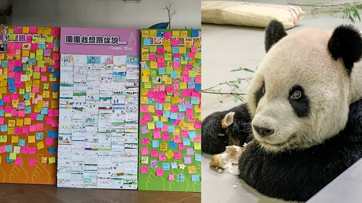 留言牆貼滿各界祝福 大貓熊團團最新病況曝光