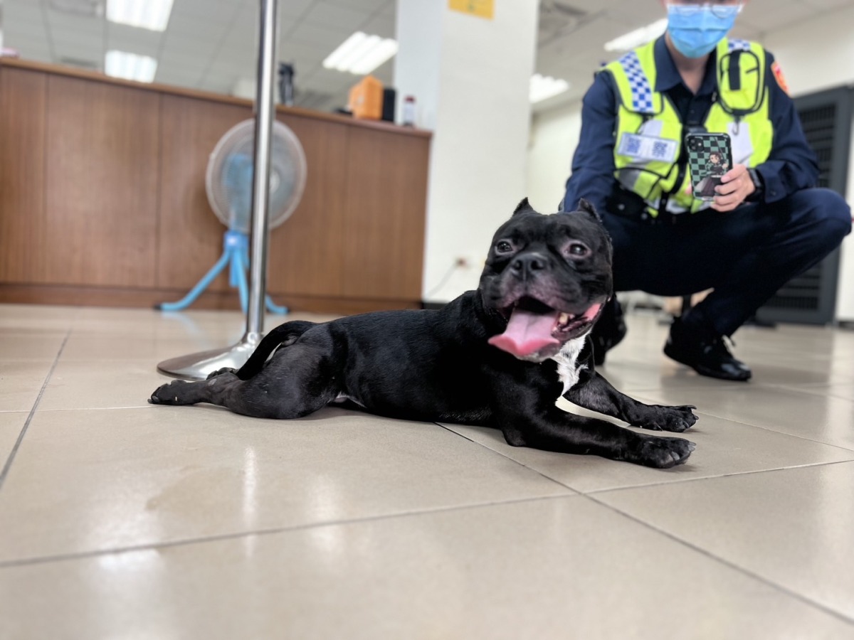 「惡霸」走失公園遊蕩 龜山警護送黑犬平安返家