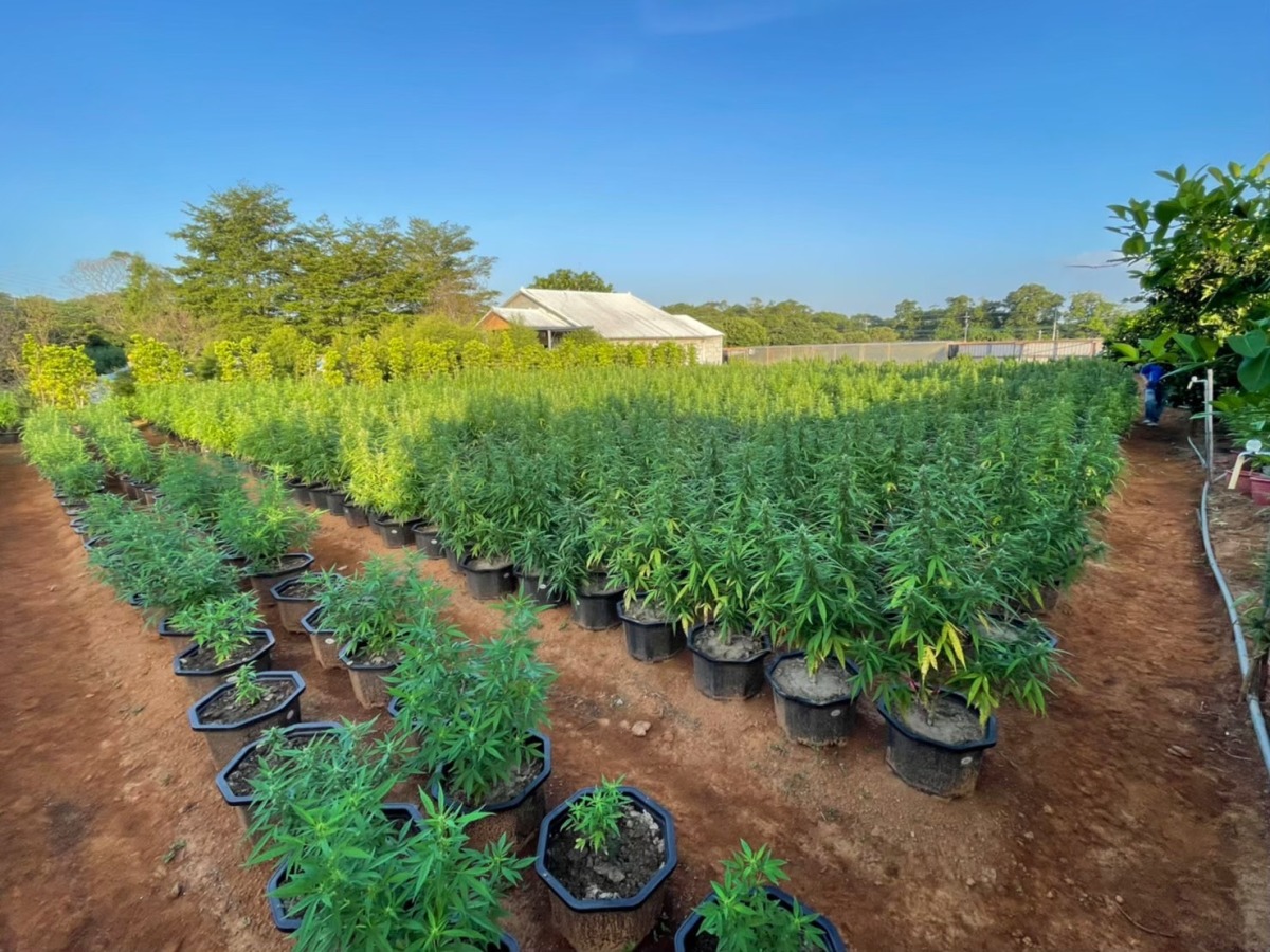 上網自學種大麻開心農場 桃檢警查扣逾4千株市值超過12億 S 26436103