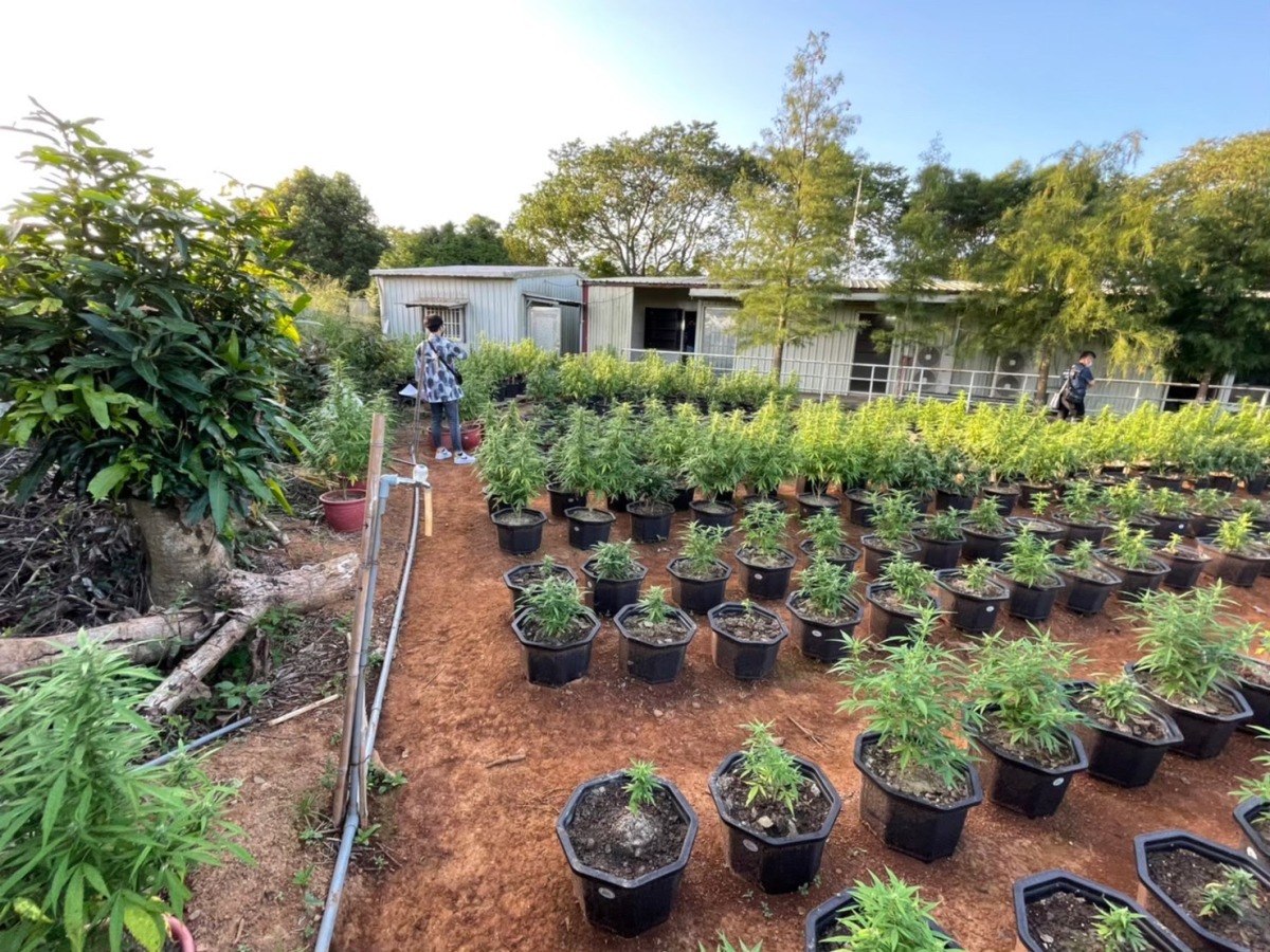 上網自學種大麻開心農場 桃檢警查扣逾4千株市值超過12億 S 26436104