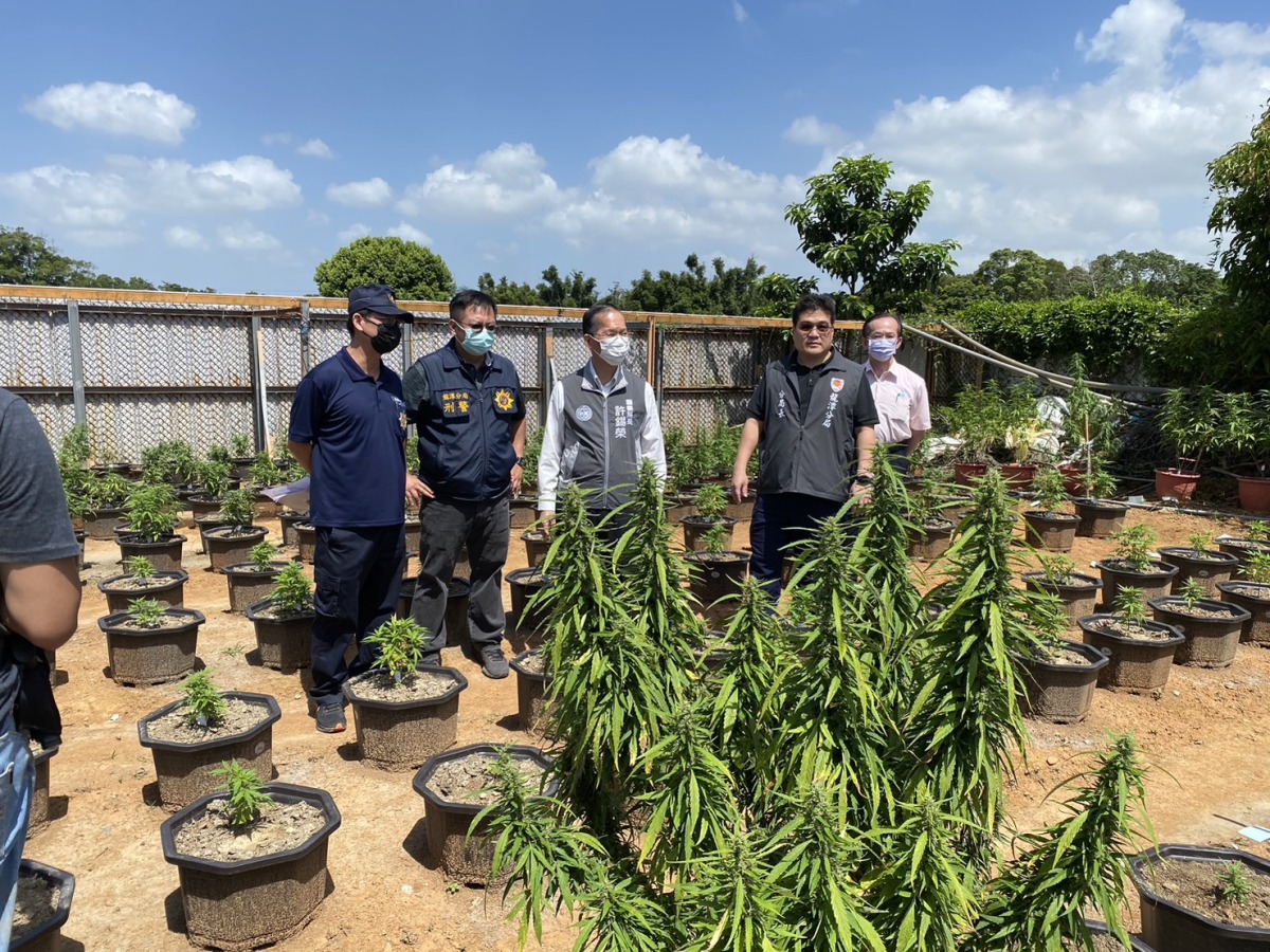 上網自學種大麻開心農場 桃檢警查扣逾4千株市值超過12億 S 86802510