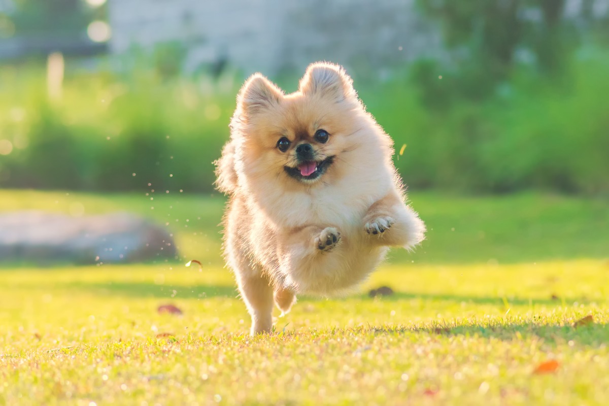 飼主注意!桃園動保處舉辦免費狂犬病疫苗、晶片施打活動 cute puppies pomeranian mixed breed pekingese dog run grass with happiness
