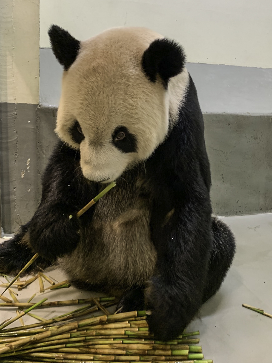 中國大貓熊專家昨晚抵台 下機直奔木柵動物園探視團團 「團團」享用四方竹
