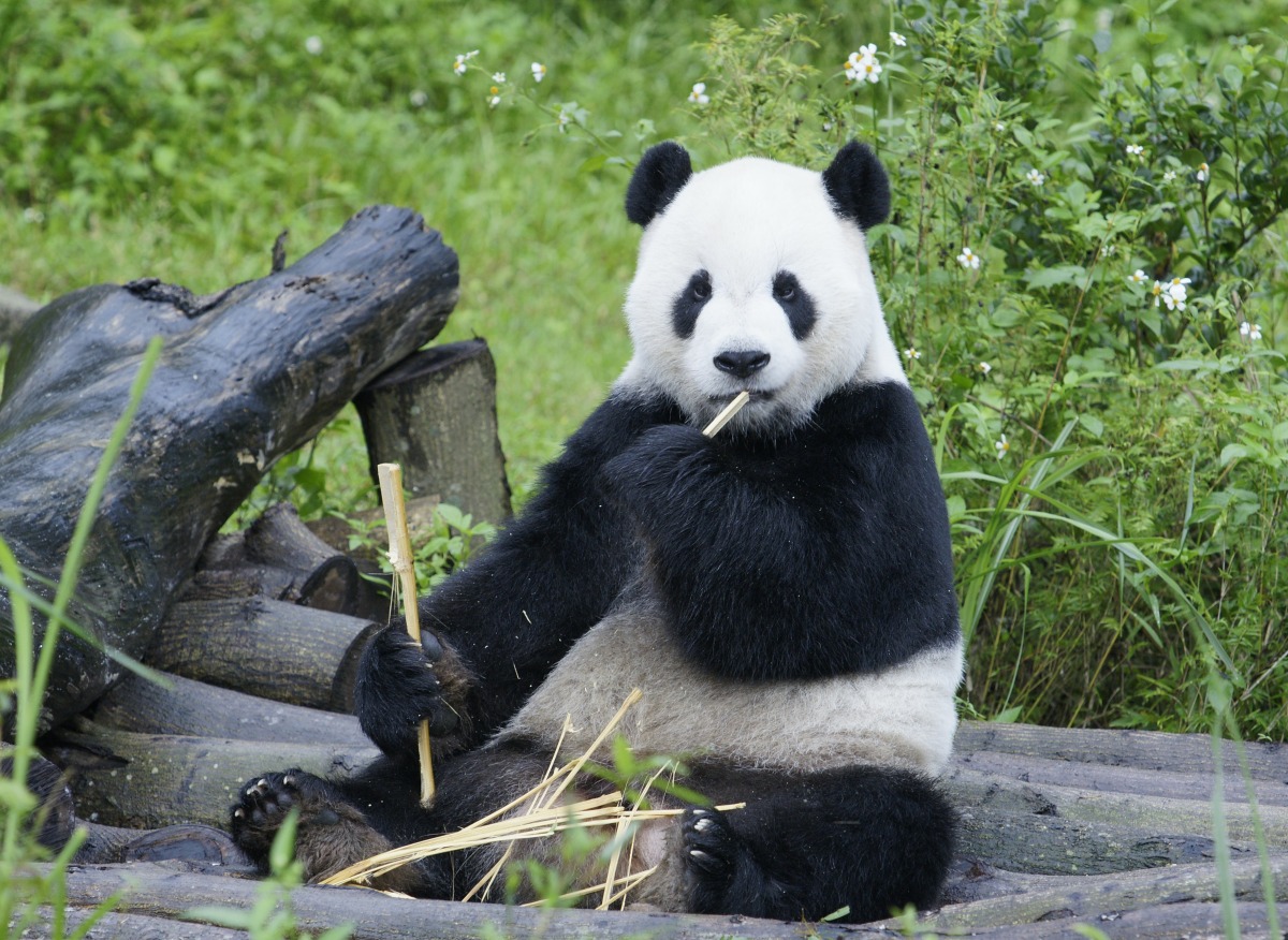 團團病情惡化!醫療團隊「含淚放手」 「團團」加入動物園時的影像 1