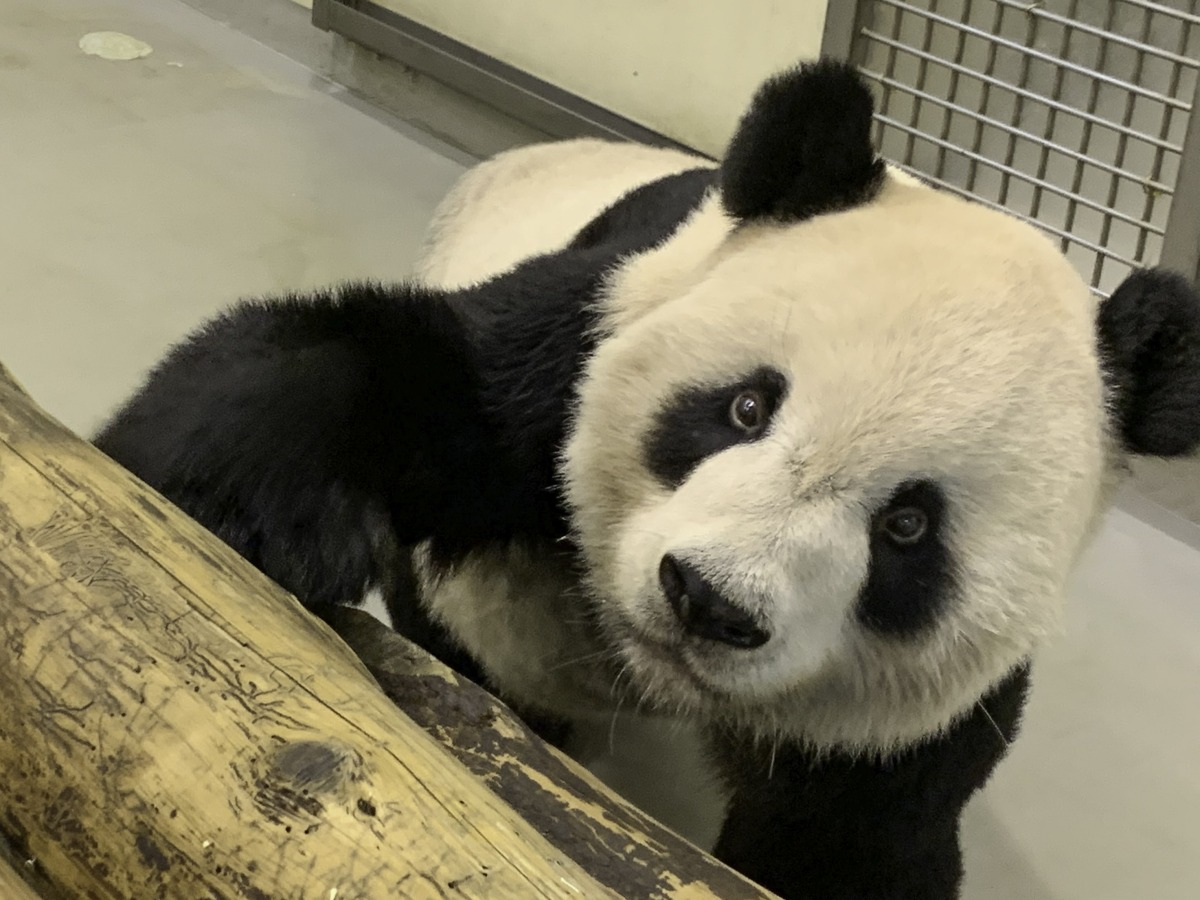 「團團」：非常感謝大家為我加油打氣！！