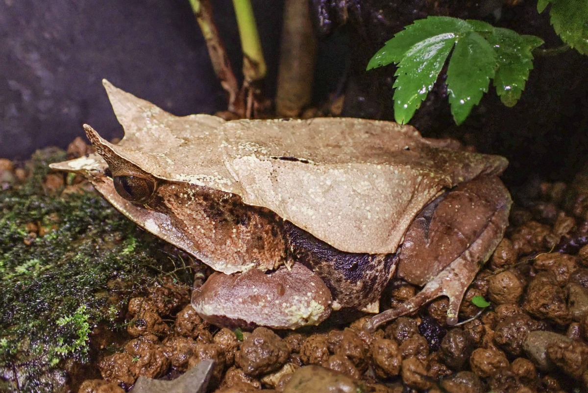 睽違5年!木柵動物園三角枯葉蛙順利產卵孵化 三角枯葉蛙的外觀非常類似森林底層的枯枝落葉