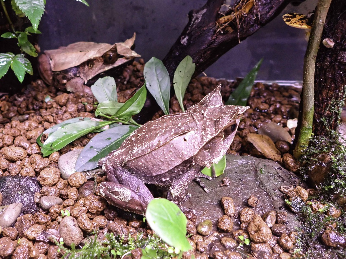 睽違5年!木柵動物園三角枯葉蛙順利產卵孵化 三角枯葉蛙被安排在兩棲爬蟲動物館的箭毒蛙房裡進行配對 1