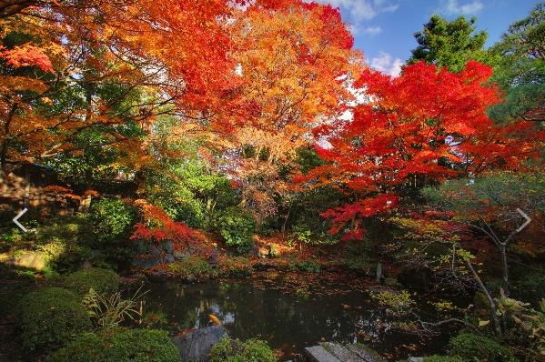好想出國!可樂旅遊精選行程推薦 讓你從聖誕節玩到過年 日本秋楓紅葉美景 可樂旅遊提供