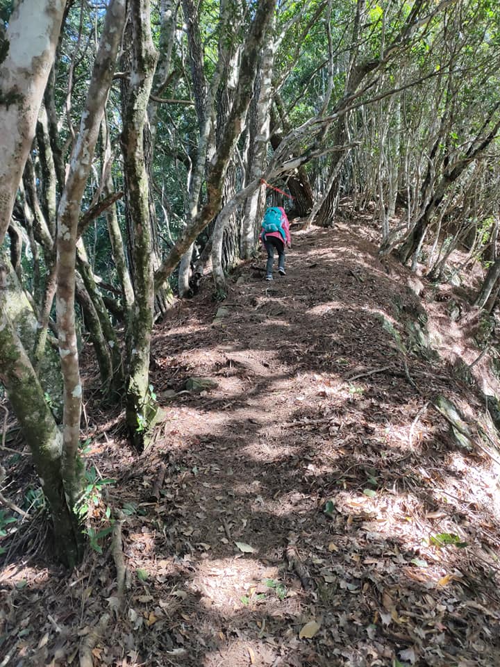【桃園文選】冬季登芝生毛台山 景色典雅如詩 11