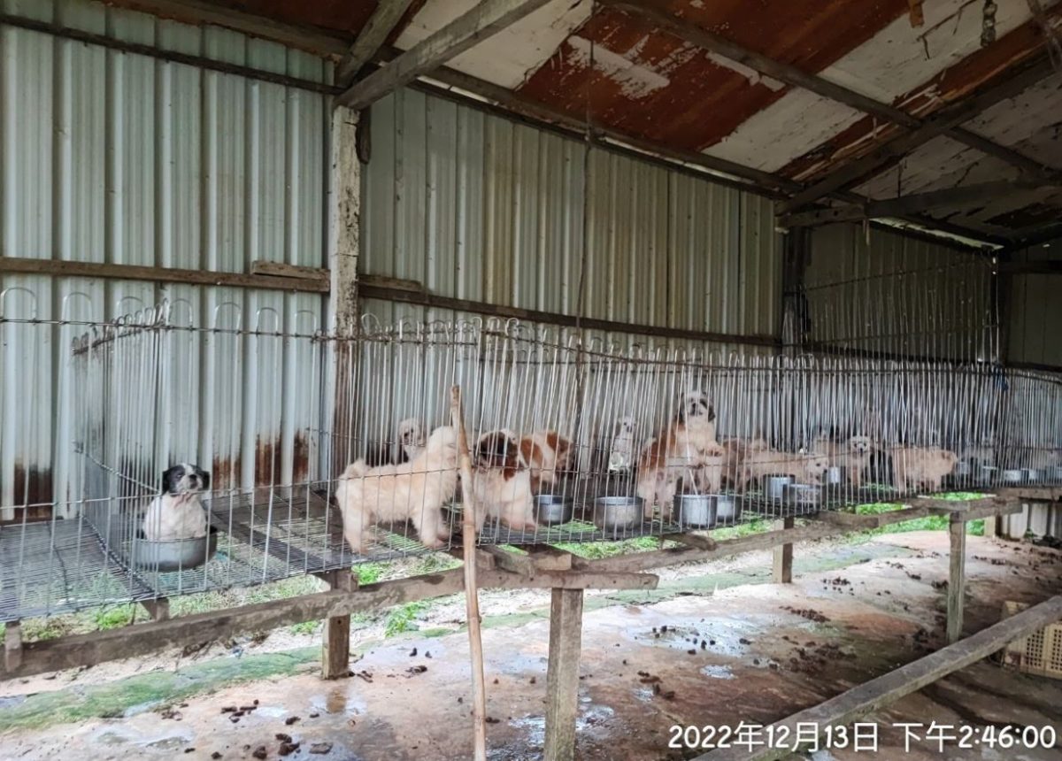 桃園動保處查獲疑似非法繁殖場 38隻品種犬混養滿地糞尿環境 3 0 scaled