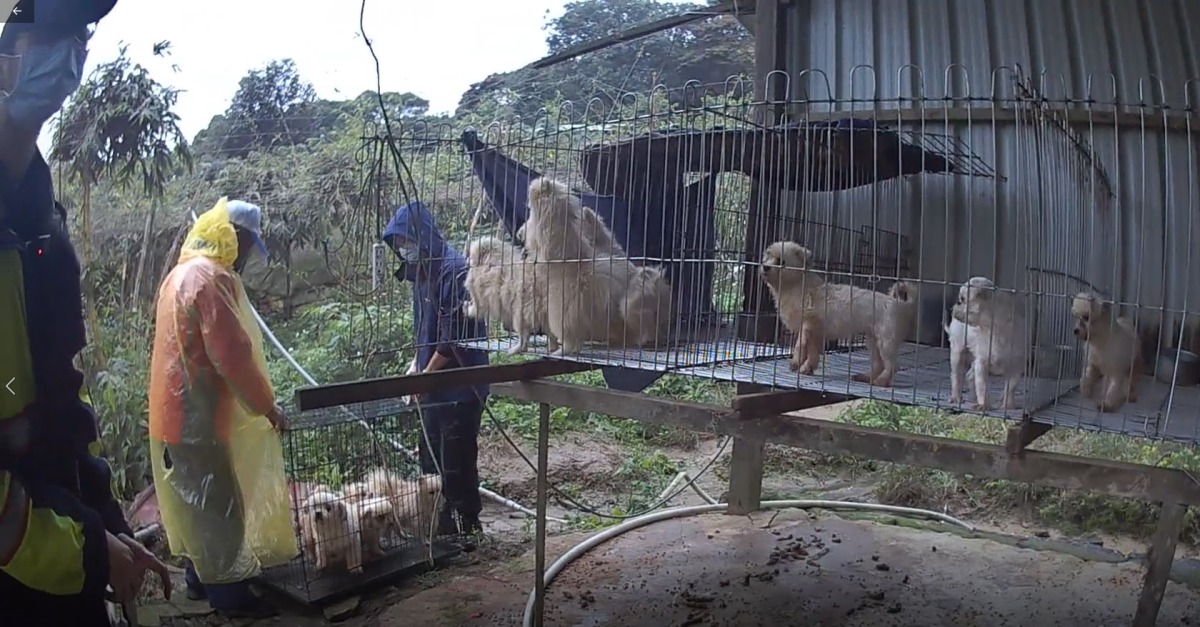 桃園動保處查獲疑似非法繁殖場 38隻品種犬混養滿地糞尿環境 7