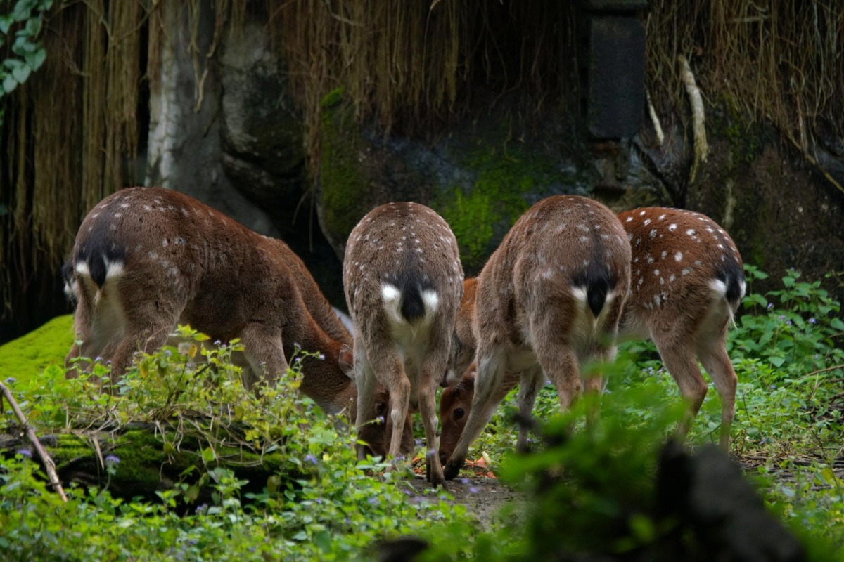 了解梅花鹿的復育路程，可以了解動物園存在的價值詹德川攝