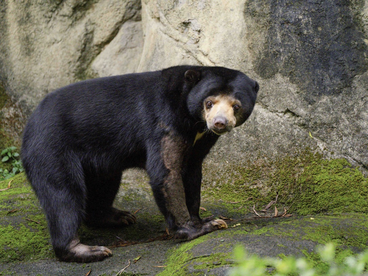 國內、外的動物園對於圈養動物的環境改善已經有大幅度的進步，仍會有部分圈養動物會有刻板行為的產生，特別是熊科動物有高機率會出現刻板行為