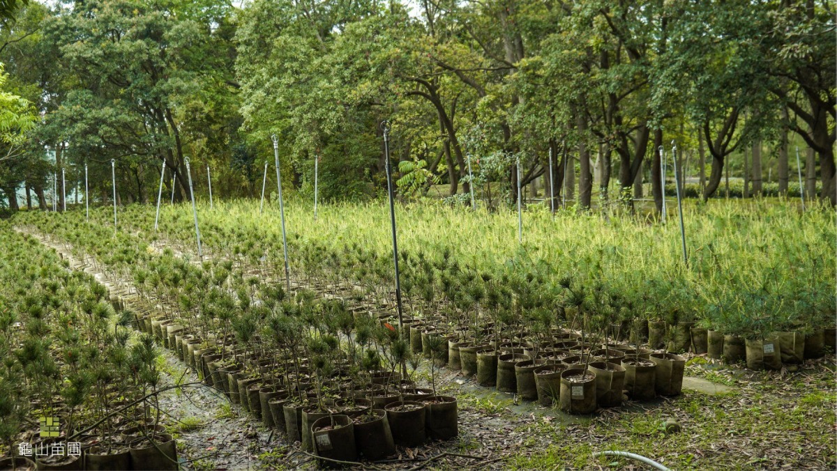 12月適合種落葉樹！桃園農業局傳授植栽秘訣 打造綠美化家園