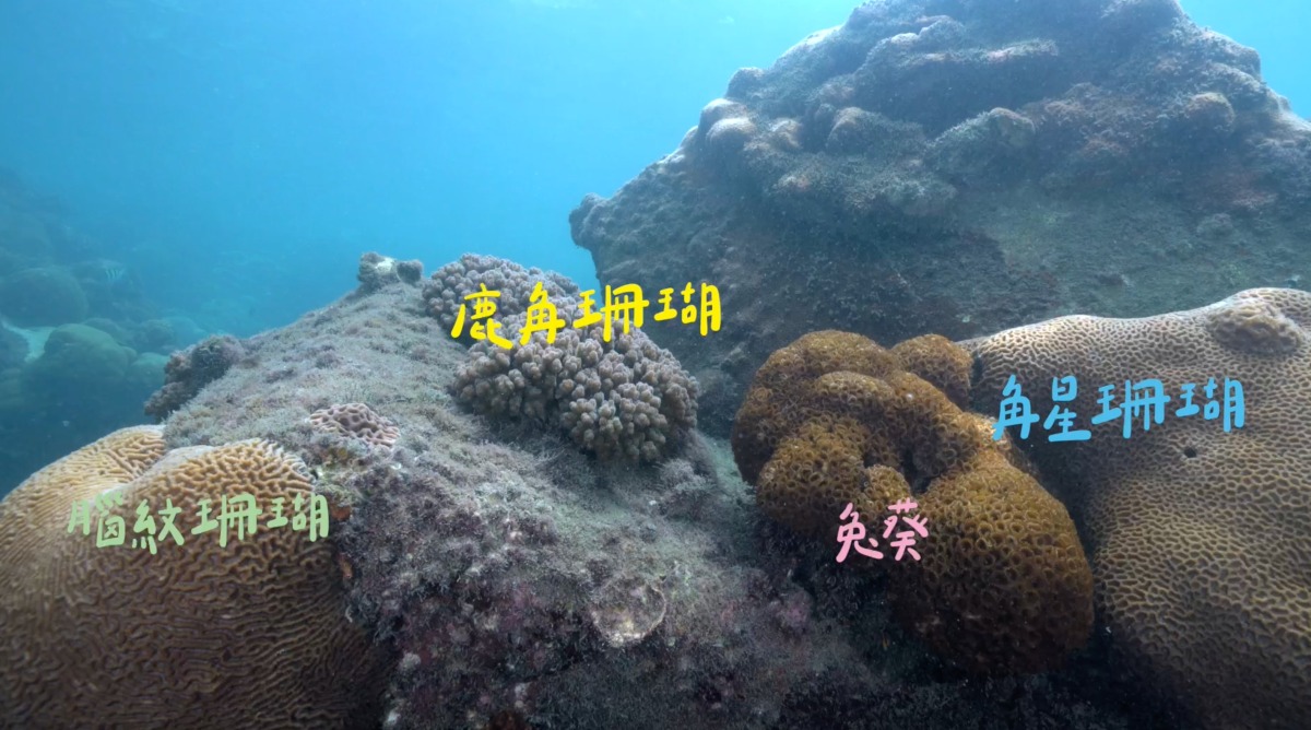 中油打破保護區迷思 永安天然氣接收站珊瑚保育成果良好 新聞稿照片2