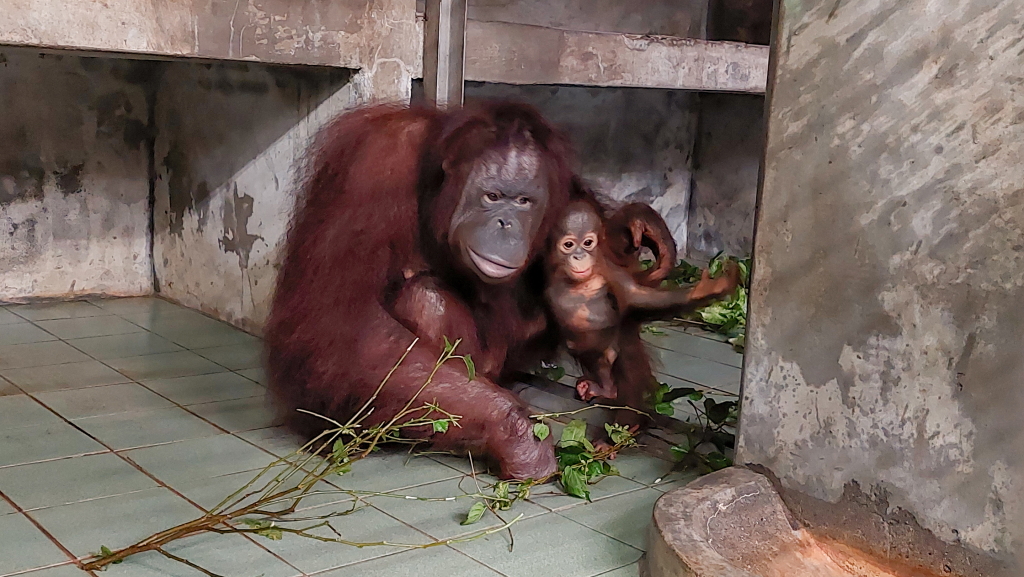 【有片】紅毛猩猩「秀彩」6個月大 母女溫馨互動萌翻天