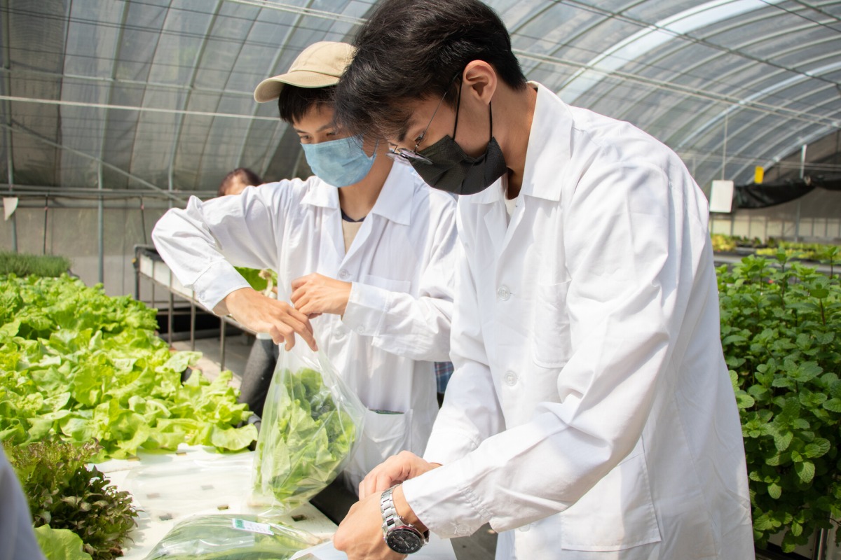 銘傳大學綠色存款專案支持永續發展 推廣魚菜共生農法 銘傳大學魚菜共生農場定期提供教職員有機蔬菜