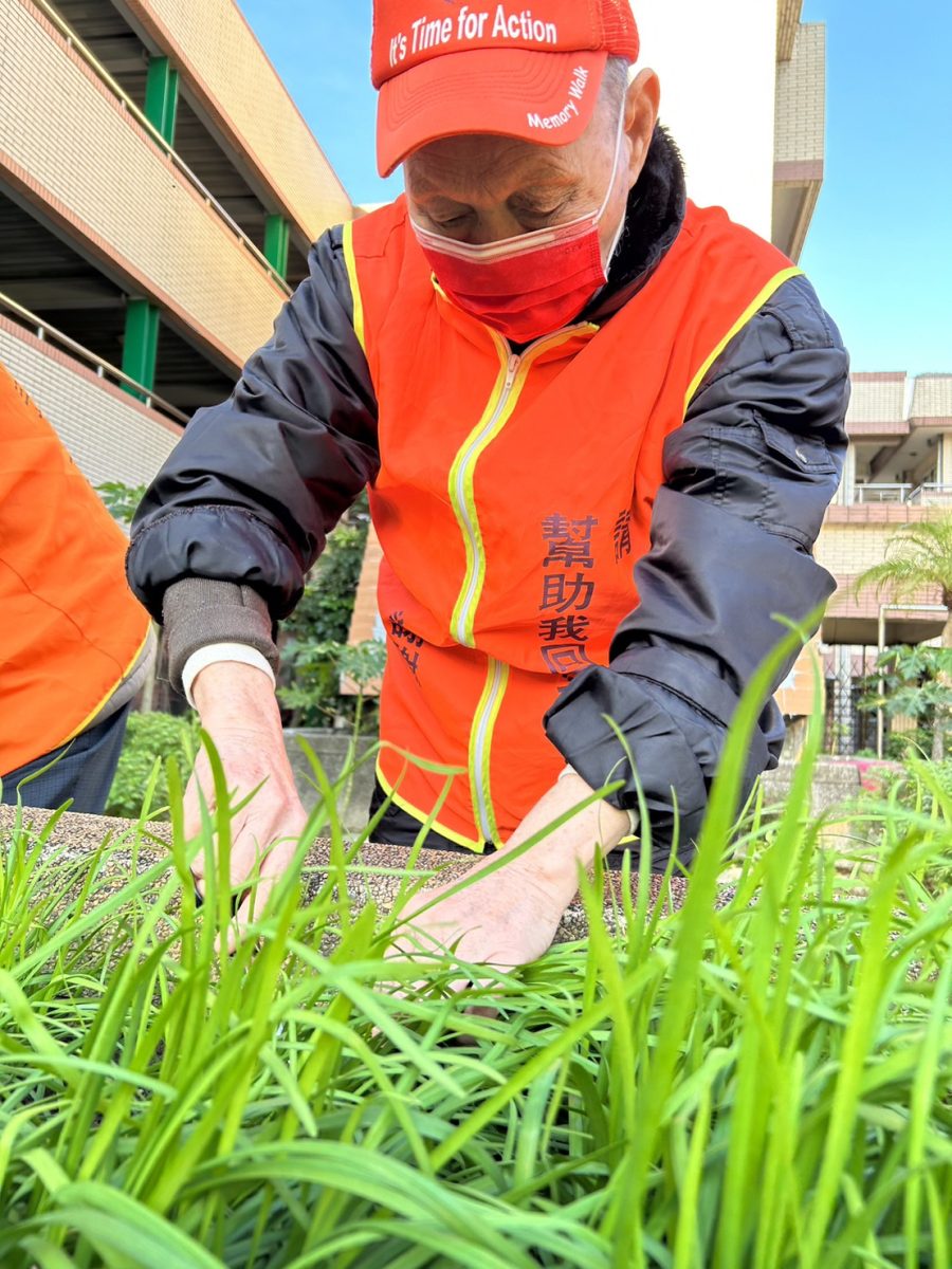 桃園榮家設開心農場 助失智長輩降低陌生焦慮 長輩認真採收韭採 scaled