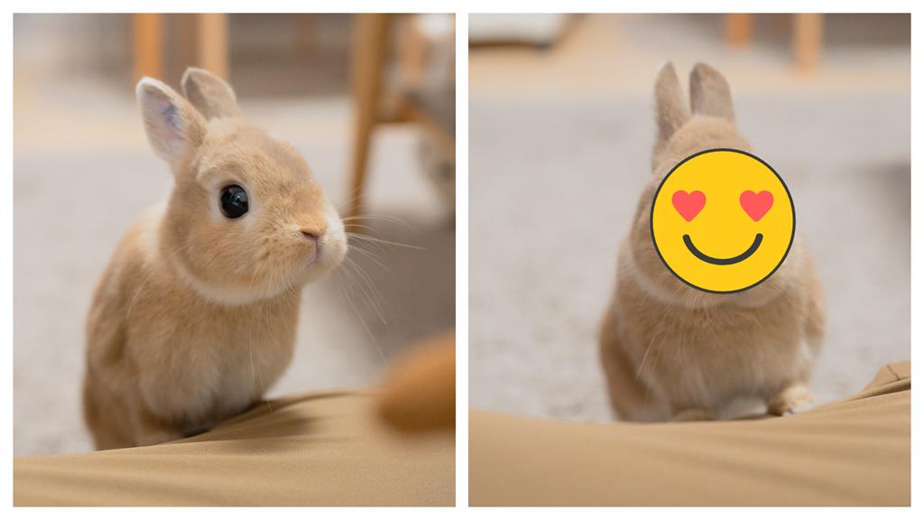 寵物萌兔大眼緊盯零食…主人下秒收回「不給吃」直接變臉生氣氣