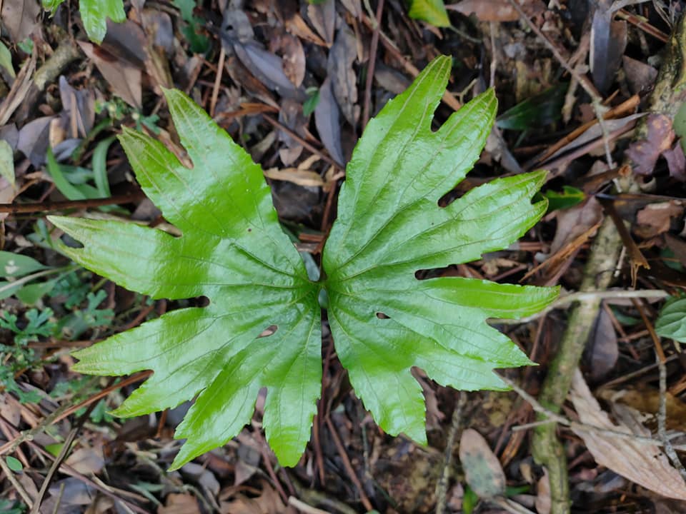 【桃園文選】繁華落盡淡蘭史 10