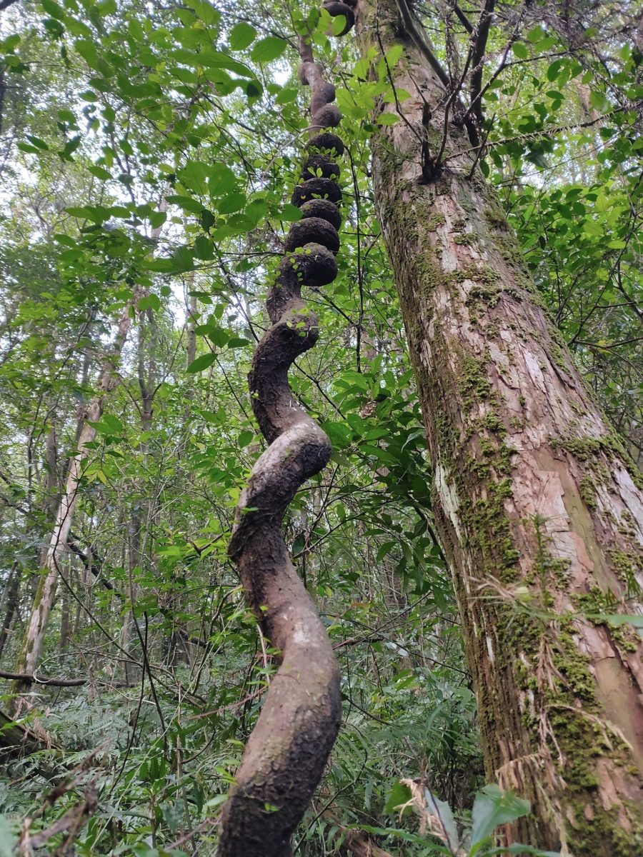 【桃園文選】繁華落盡淡蘭史 12 scaled