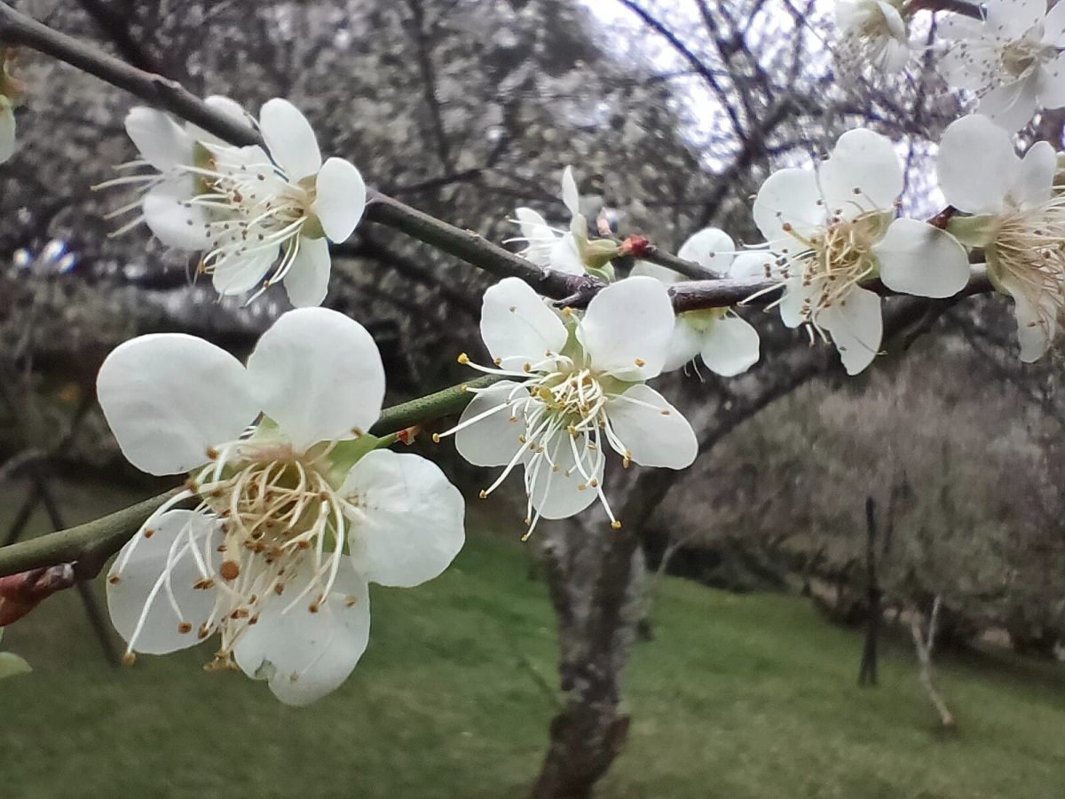 【桃園文選】詠梅