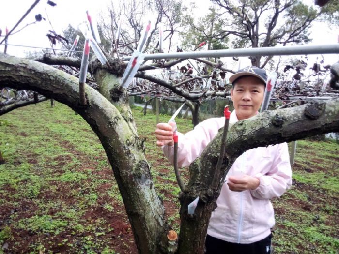 低溫來襲!桃園農業局加強作物防寒措施 衛生局關懷獨老 20230125201913818