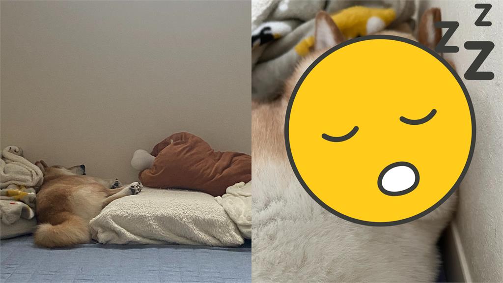 呆萌柴「90°直角」睡到歪頭!肉肉走山「五官變形」網笑翻:不痛嗎?