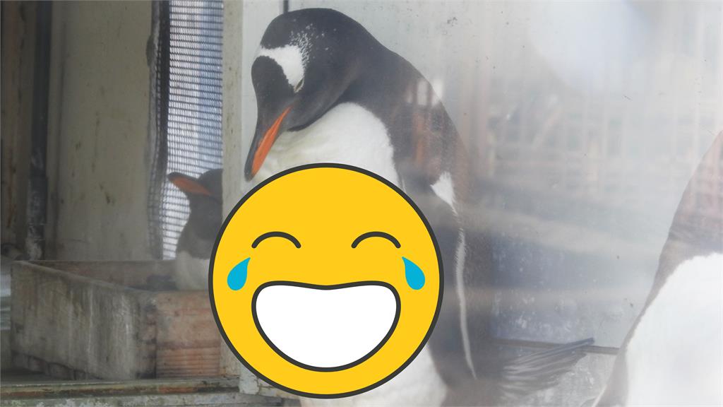 企鵝界的館長?牠趁閉館狂練「16塊腹肌」 養成真相曝光全網笑翻