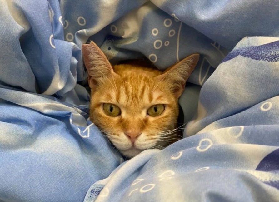 【桃園文選】我家老大叫檸檬