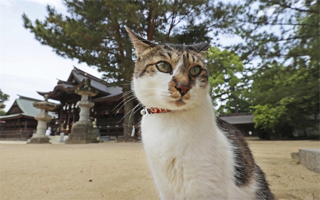 三花貓多是母的?日本遺傳學家募資研究解謎團 57f6172d 24dc 4d8a ba96 feccab17b173