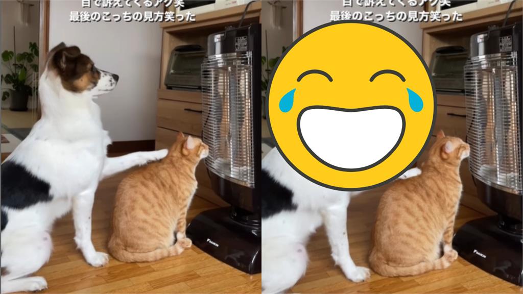 橘貓霸佔暖氣不走!狗狗「拍肩求讓位」遭無視…無辜求助:馬麻你看牠QQ