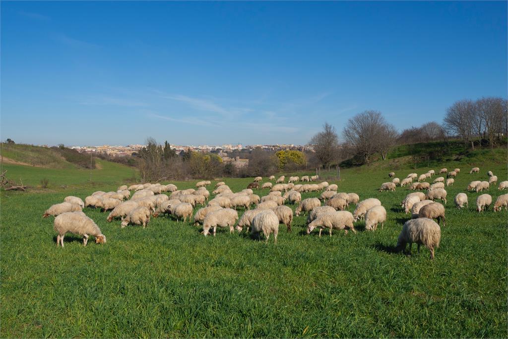 等上車刷卡?50隻綿羊在公車站「乖乖排隊」壯觀畫面曝