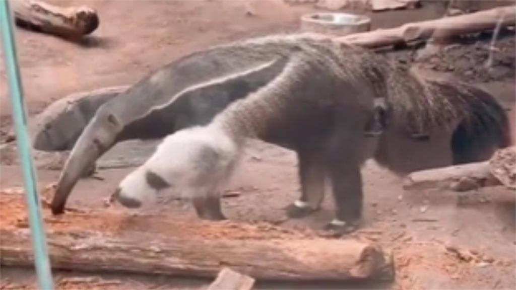 「雙頭食蟻獸」內鬥搶食!7秒詭異畫面曝千萬人嚇壞:我看了什麼…