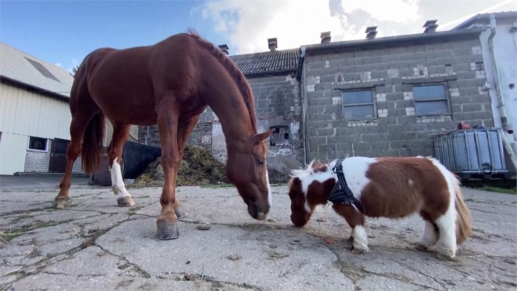小小馬高50公分重35公斤 有望締造「最小」世界紀錄