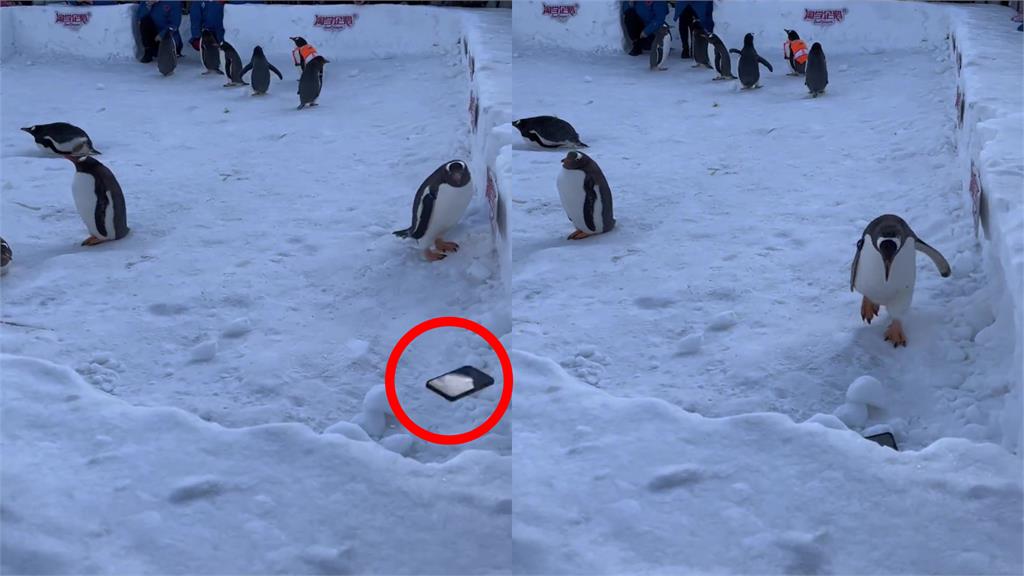 手機掉落「企鵝嗨翻」飛奔叼起!下秒慘被奪走…戀戀不捨樣網幫QQ